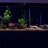 newfishylover