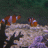 Fishgovno