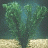 plantman64