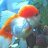 aquariumjunkie
