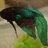 ZeeSparrow
