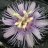 Pterois2004