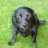 tahltanbeardog6