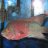 SMALL FISH