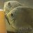 JoeFish49
