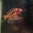fish_master2000