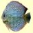 aquartistry