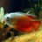 navyfinch