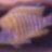 MattShark