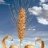 Wheat