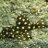 plecoboy1