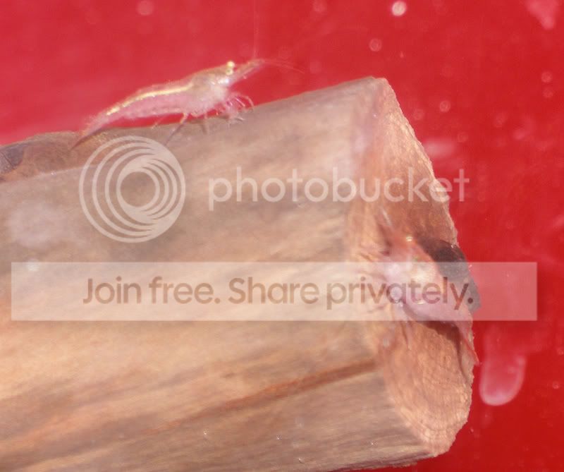 redtank03.jpg