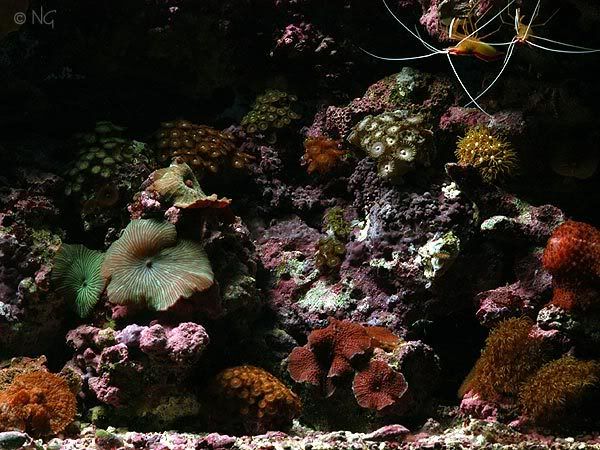 reefscene03-07.jpg