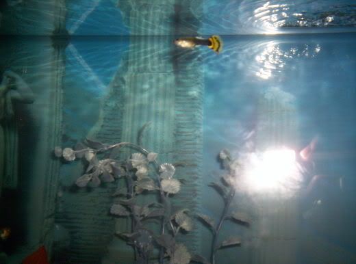 guppies005.jpg