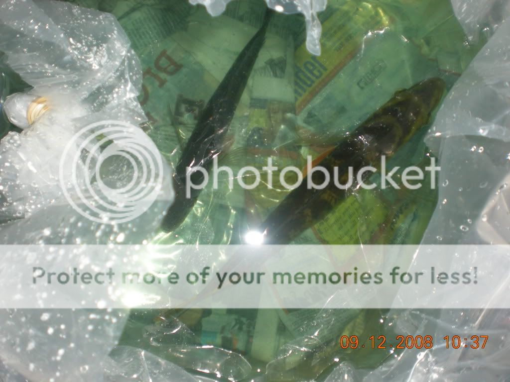 DSCN0920.jpg