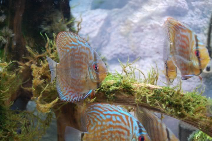 DSC_0415.jpg