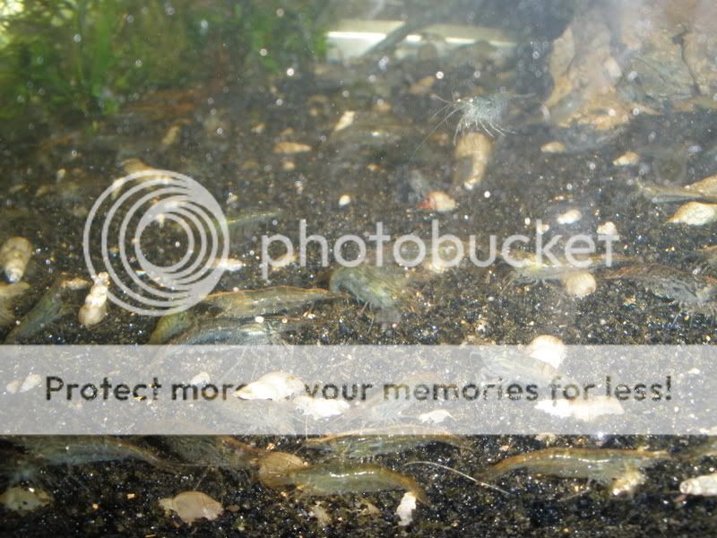 neoshrimp01.jpg