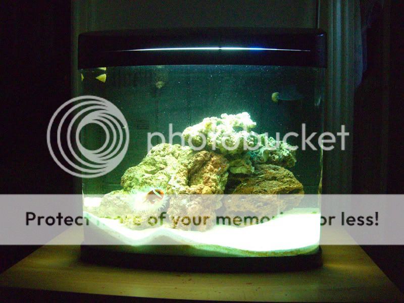 12g.jpg