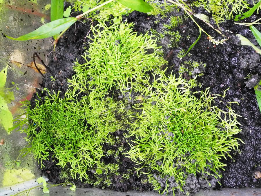 riccia900px.jpg