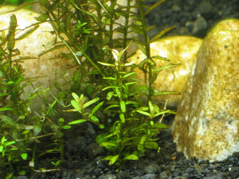 moneywort.jpg
