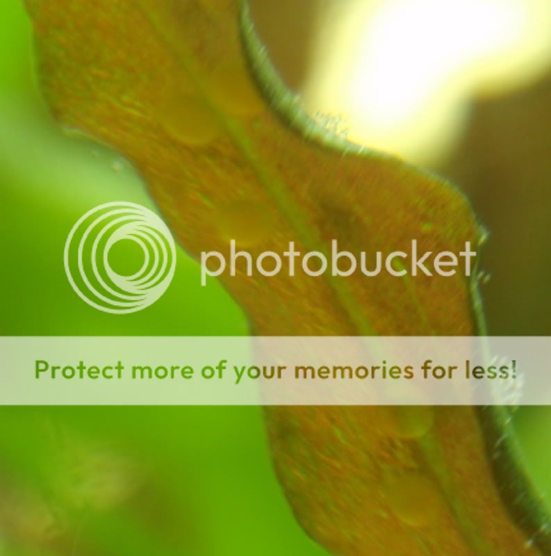 OtoEggs_092810.jpg