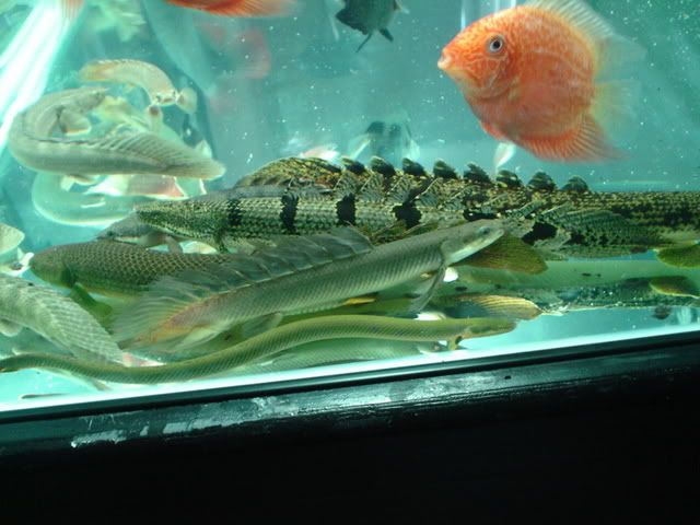 DSC08942.jpg