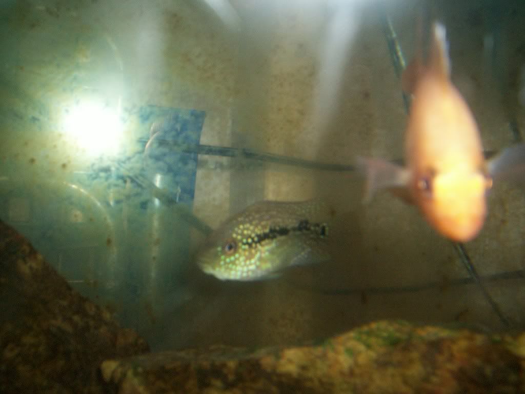 damselpix006.jpg