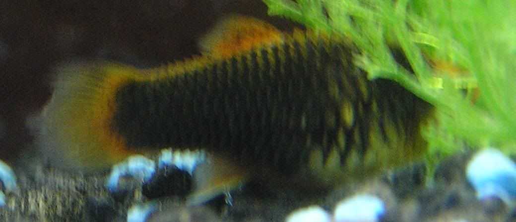 platy3.jpg