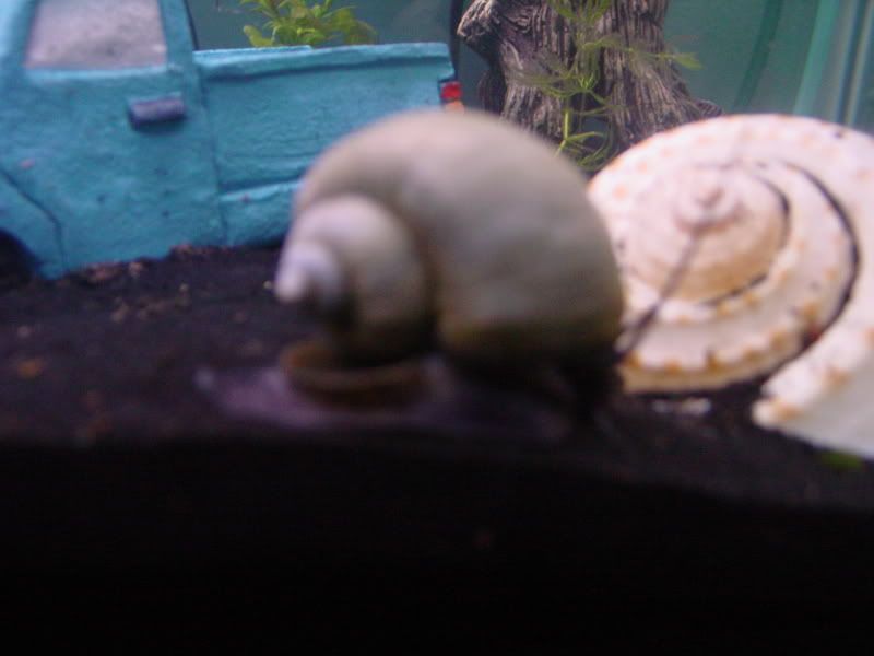 snail.jpg