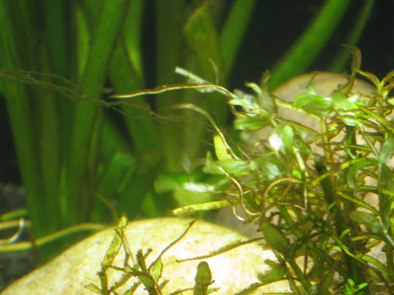 hairalgae.jpg