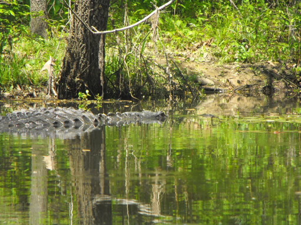 Animals089.jpg