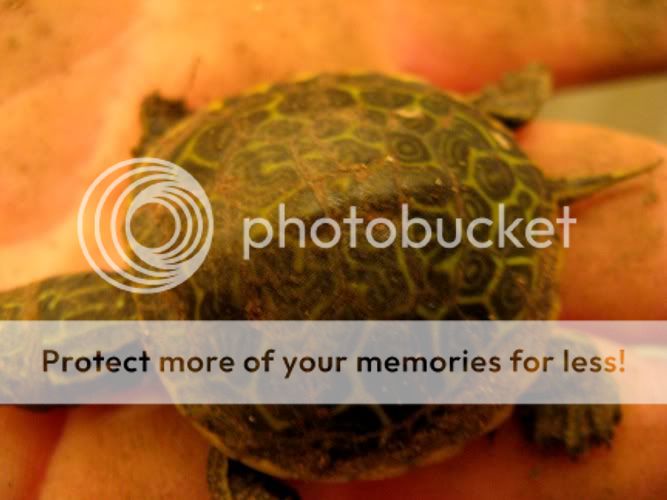 tortuga3.jpg