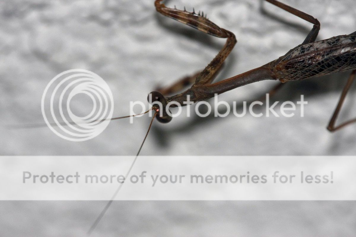 prayingmantis2.jpg