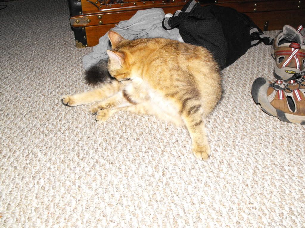 catfuzzy7005.jpg
