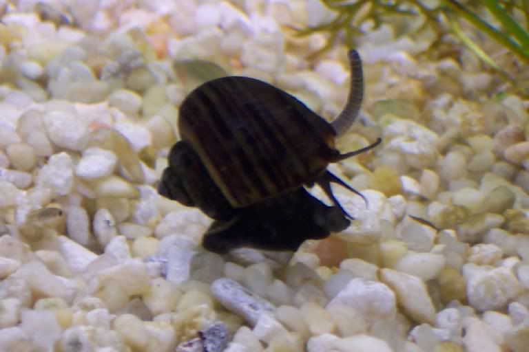 snail3.jpg