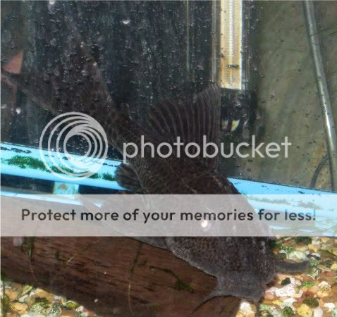pleco003.jpg