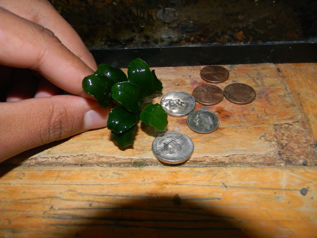 DSCN7260.jpg