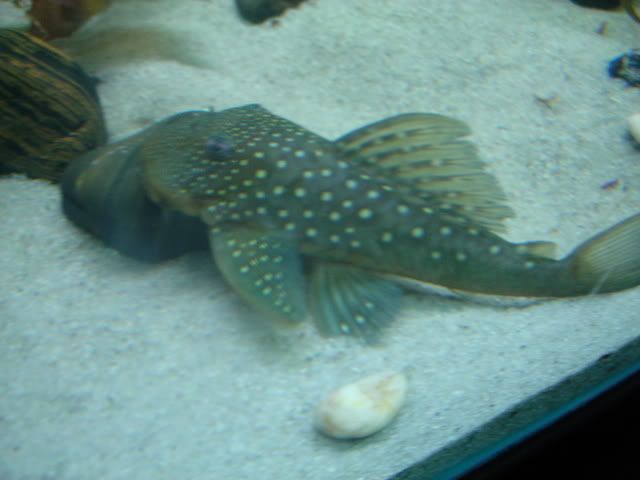 DSC04935.jpg