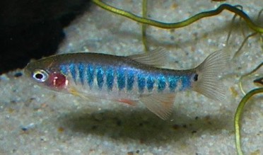 erythromicron2.jpg