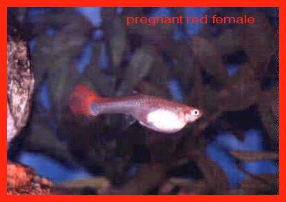 FISH2A.JPG