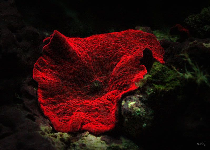 redmushroomart.jpg