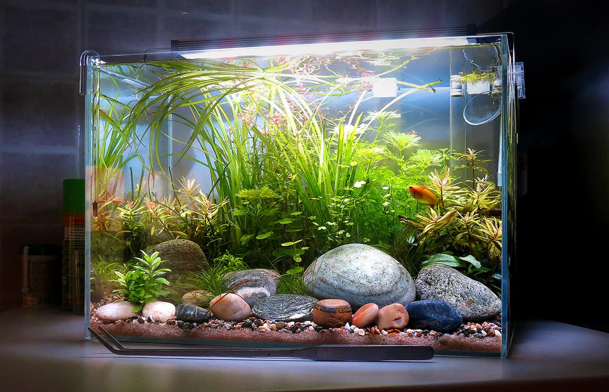 Acquario-fiume.jpg
