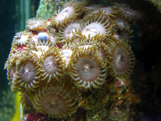 10_polyps.jpg