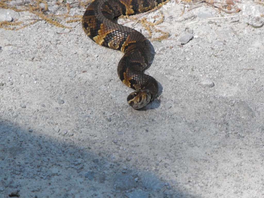 Animals130.jpg