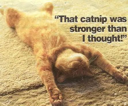 catnip.jpg