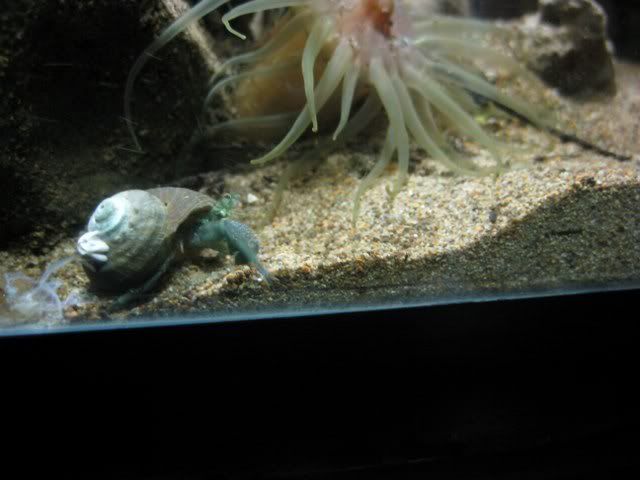 hermit2_640x480.jpg