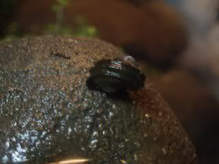 snail1_320x240.jpg