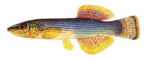 Fundulus-catenatus-2.jpg