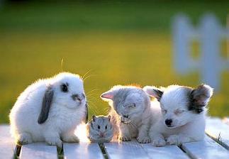 baby20animals.jpg