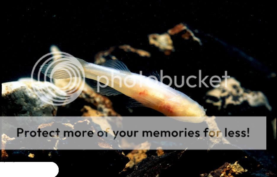 Fish.jpg